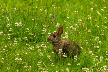 Bunny with big ears forages for vegetation in a natural habitat