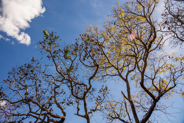 arvore serra do cipó