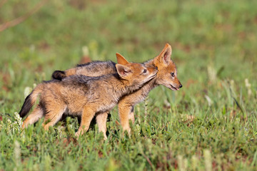 Two Black Backed Jackal puppies play in short green grass to develop skills