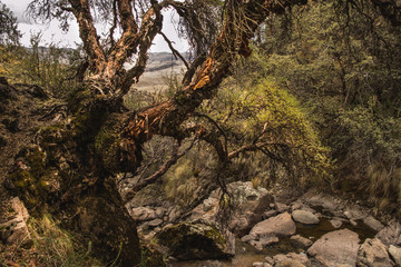 Forest 