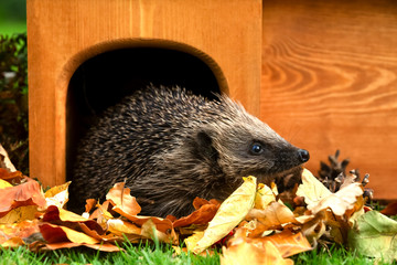 Hedgehog leaving his house, wild, free roaming hedgehog, taken from a wildlife garden hide to...