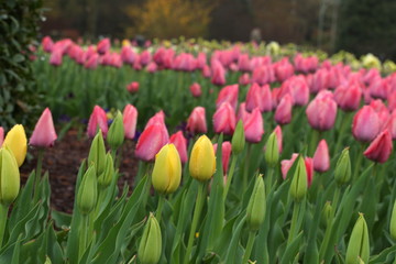 tulips day