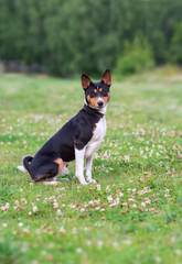 Young dog breed Basenji sits in Park on green grass side and looking at the camera.