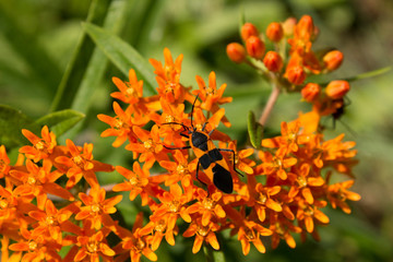 Butterfly milkweed flowers attract a colorful orange and black insect