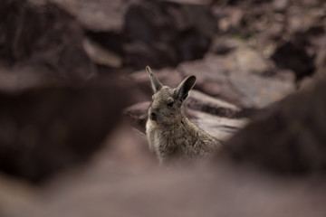 Mountain vizcacha