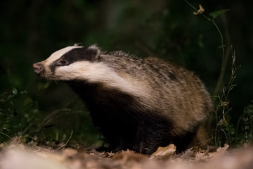 Badger portrait at night.