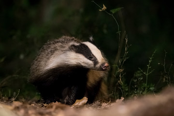 Badger walking at night. © DaniRodri