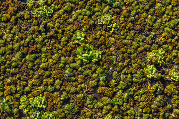 Camalotes or river plants floating in the water - background texture
