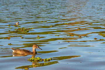 Brown duck on the water surrounded by camalotes or river plants