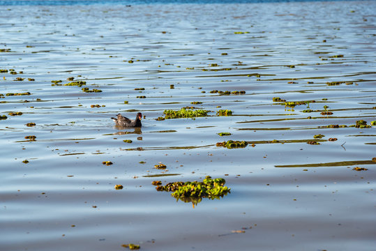 Brown duck on the water surrounded by camalotes or river plants