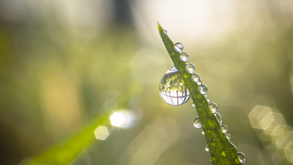 Green leaf with a droplet hanging on the edge with a fence as refraction