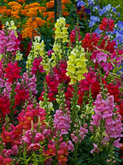 Colourful selection of Antirrhinum majus in a flower border