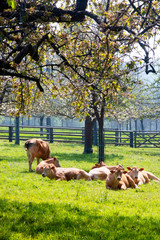 Herd of cows in a flowering apple orchard in spring. France