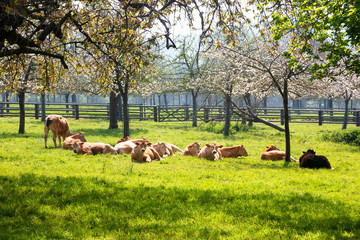 Herd of cows in a flowering apple orchard in spring - obrazy, fototapety, plakaty