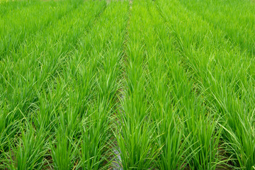 rice field,green background wallpaper.