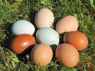 Mix of green and other colorful eggs of different chicken breeds