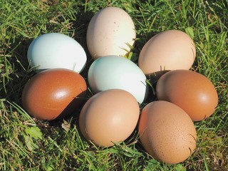 Mix of green and other colorful eggs of different chicken breeds © Stimmungsbilder1