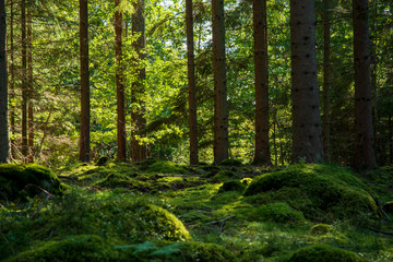 morning in the forest