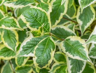 plant weigela florida variegata