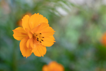 Orange mexican marigold flower, closeup on green foliage background. Beautiful flower close-up, selective focus