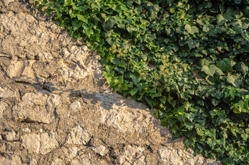 a wall of irregular carved stones covered with ivy in warm evening light.