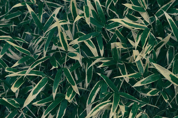 close up of bamboo leaves , taken in Tokyo , Japan