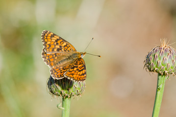 Knapweed Fritillary, Melitaea phoebe butterfly, Andalusia, Spain.