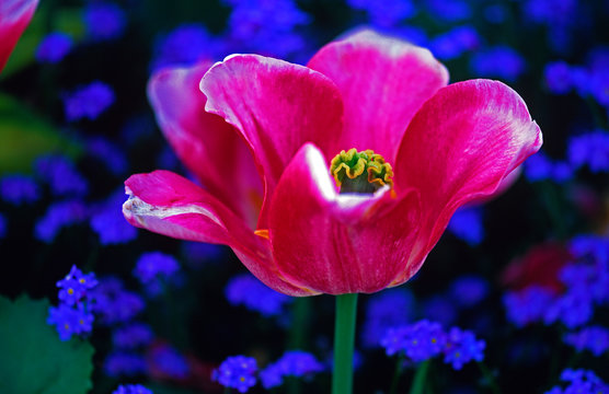 Close up of Tulipa 'Akela' in a spring flower border