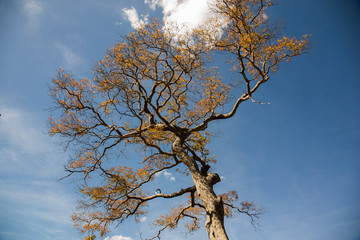 arvore serra do cipó