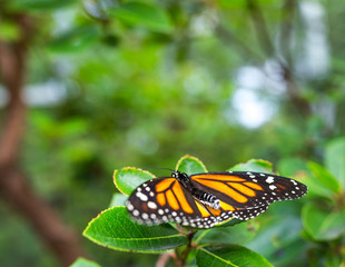 The monarch butterfly or simply monarch (Danaus plexippus) on the flower garden.