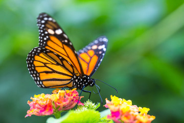Naklejka na ściany i meble The monarch butterfly or simply monarch (Danaus plexippus) on the flower garden.