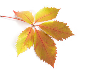 Autumn Foliage on isolated white background