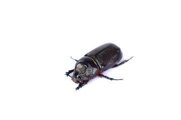 Dynastinae female on a white background.