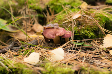 Mushroom on tree trunk. Old tree trunk almost declined with lots of fungus grows over