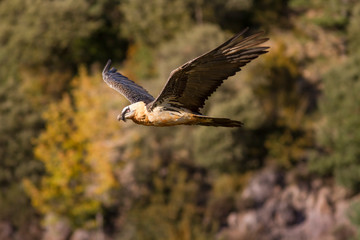 Bearded vulture in flight.