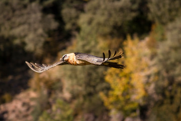 Bearded vulture adult flying.