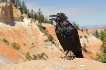   crow in  bryce   national  park