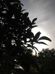 flower beautiful click