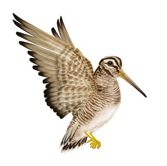 bécassine du marais , chasse, volant, vol, ciel, animal, ailes, nature, faune, oiseau, isolé, , sauvage,  bec, de profile, 