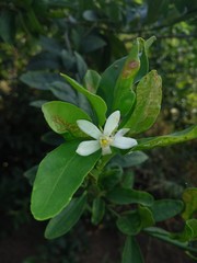 flower beautiful click