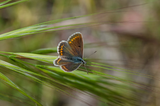 Southern Blue butterfly. Polyommatus celina /icarus. Common blue, Andalusia, Spain