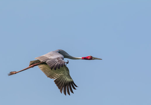 Sarus Crane flying in the sky