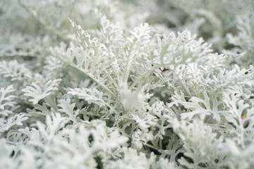Artemisia absinthium wormwood grass with white leaves in the city park with nobody