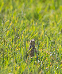 Lark bird hiding self in green grass