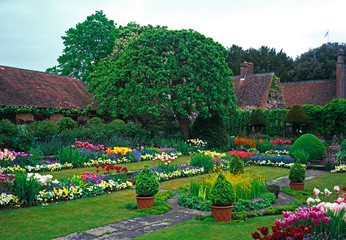 Obraz premium The colourful Tulip spring borders and display in a country house garden