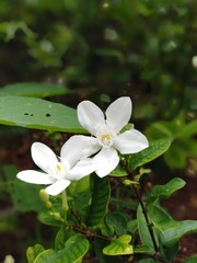 white flower in the garden