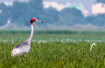 Portrait shoot for Sarus Crane bird standing tall in between the green grass