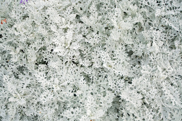 Artemisia absinthium wormwood grass with white leaves in the city park with nobody