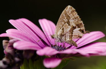 Geranium bronze, cacyreus marshalli, butterfly, on Purple daisies Osteospermum, Andalusia, Spain.