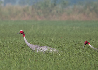 Portrait shoot for Sarus Crane bird standing tall in between the green grass